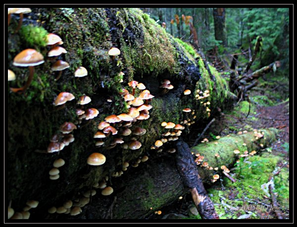 100_0038_mushrooms.JPG