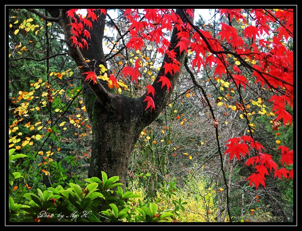 LinSen_StanleyPark36.JPG