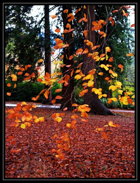 LinSen_StanleyPark49.JPG