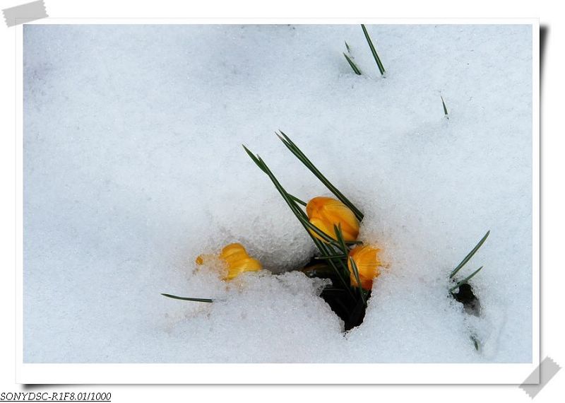 flower-under-snow4.jpg