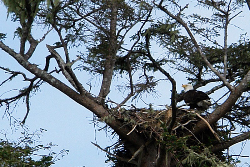 eagle-female.jpg