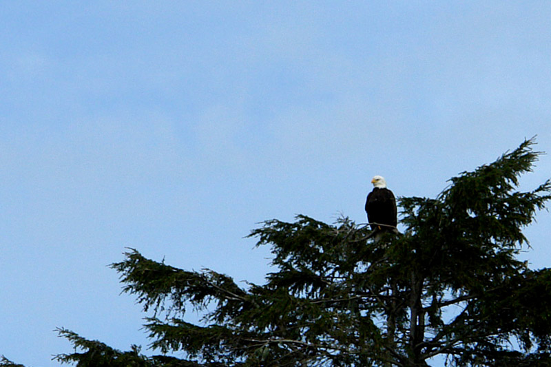 eagle-male.jpg