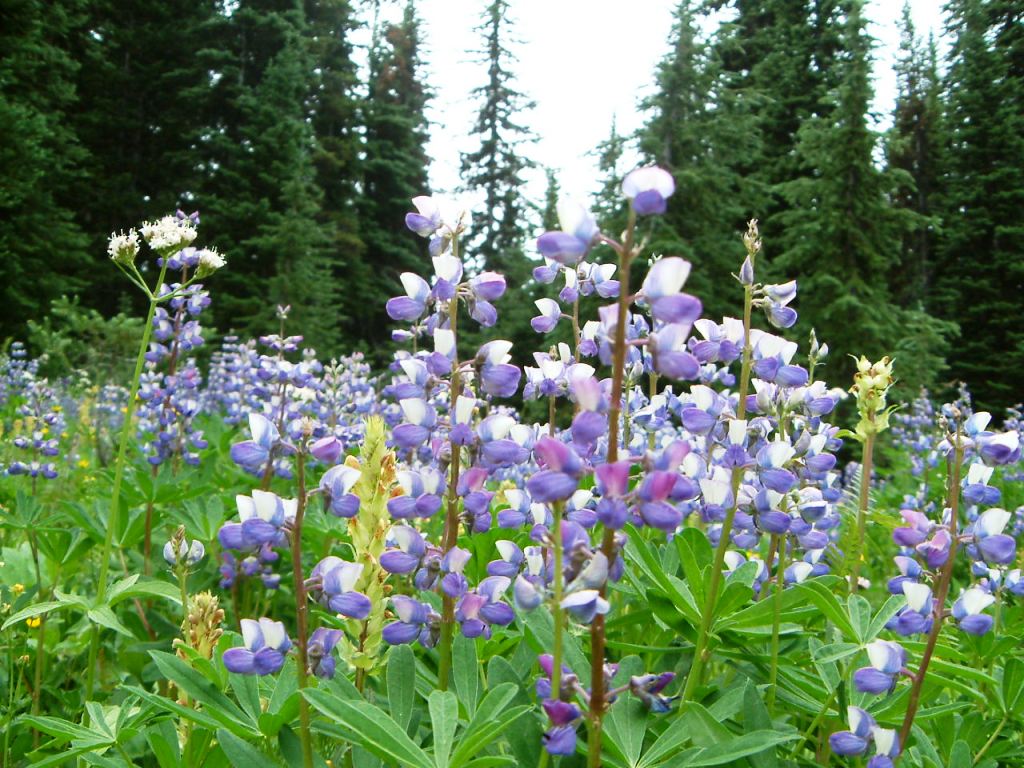 Purple Arctic Lupinus.JPG