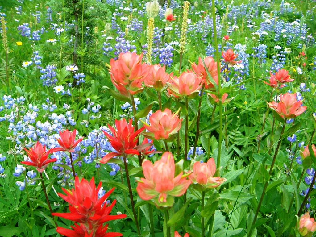 Red Indian Paintbrush.JPG