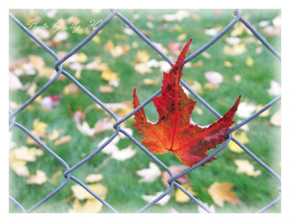 LinSen_FallMemory_ (131).JPG