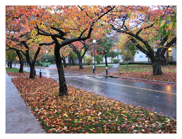 LinSen_FallMemory_ (42).JPG