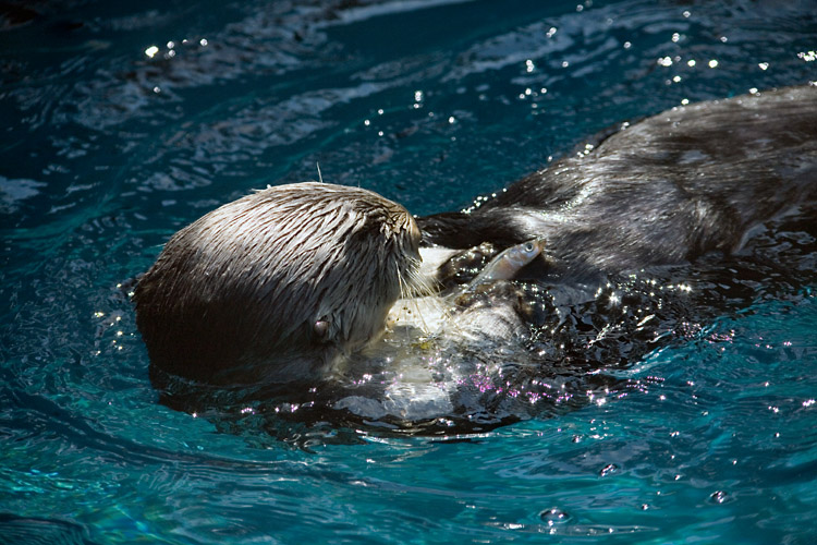 Portland Zoo 2.jpg