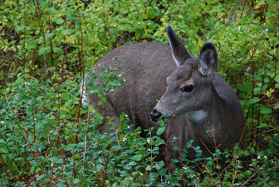 DSC_3146.jpg