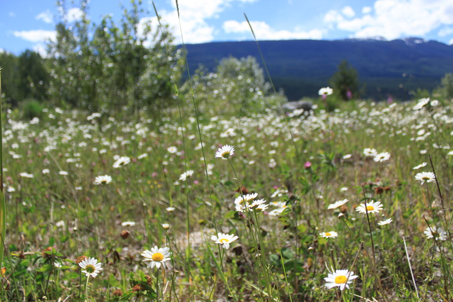 WildFlowers004.JPG