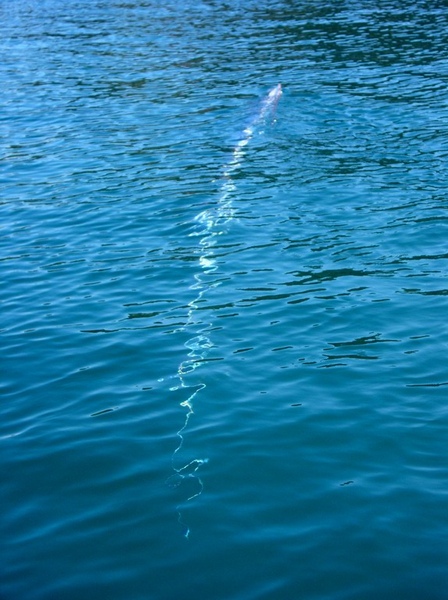 地震魚