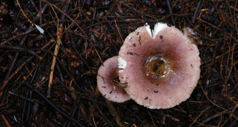 蘑菇12.jpg