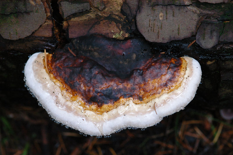 Ģ75(bracket  fungi.jpg